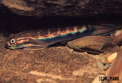 ルリボウズハゼ